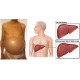 How Helicteres hirsuta Lour cure liver