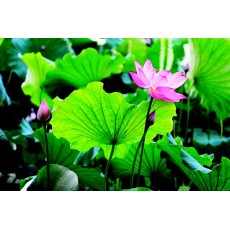 Effects of lotus leaf