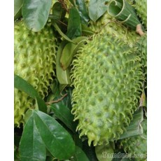 Effects of soursop
