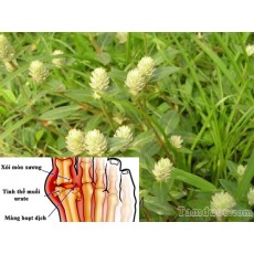 Effects of Gomphrena celosioies