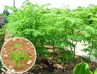 kỹ thuật trồng cây chùm ngây