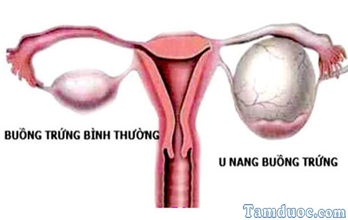 Tác dụng của trinh nữ hoàng cung