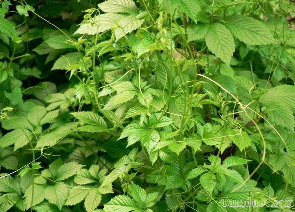 Gynostemma pentaphyllum