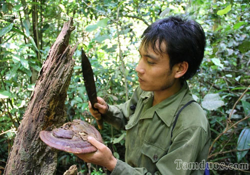 cây nấm linh chi rừng